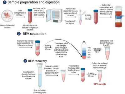 Amplification of microbial DNA from bacterial extracellular vesicles from human placenta